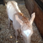 RED HOT MUSIC STAR - out of Dale Evans Music (owned by Charly Cochran/Sam Barrett)